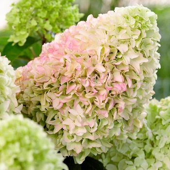 Гортензия метельчатая Little Fresco, 7.5 л