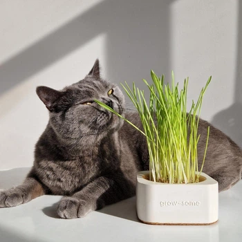 Набір міні для вирощування трави котам grow-some