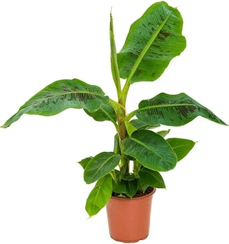 Банан Tropicana (Musa sapientum fixa), горщик ⌀12, висота 30-40см