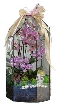 Флораріум з орхідеєю Plants room XL