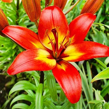 Лілія Forever Linda Азіатський гібрид Жовтий, Червоний Цибулини Florium (203138)