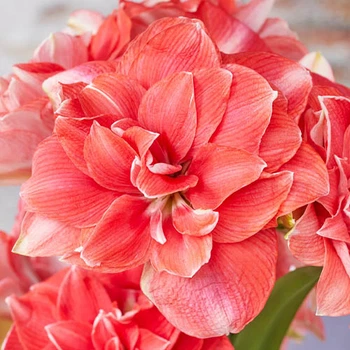 Луковицы Амариллис Double Dream Floralia (201007)