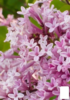 Сирень мелколистная "Flowerfesta Рink" (181738)
