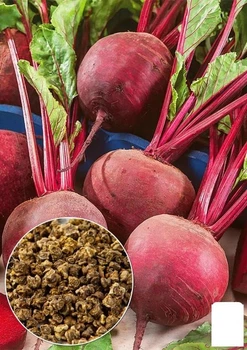 На развес Свекла "Моник" Agro-Market цена за 10г (177582)