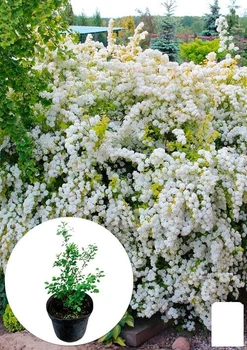 Спирея Вангутта 3-х летняя (Spiraea vanhouttei) вазон С5 (115613)