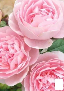 Роза английская "Queen of Sweden" (саженец класса АА+) высший сорт (181452)