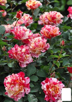 Троянда плетиста "Vanille Fraise" (саджанець класу АА+) вищий сорт (181456)