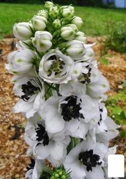 Дельфиниум гибридный "White Dark Bee" (182205)