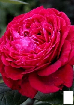 Роза флорибунда "4 ветров"(Rose des 4 Vents) (саженец класса АА+) высший сорт (181487)