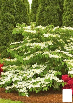 Калина складчаста "Марієзі" (Viburnum plicatum "Mariesii") (115244)