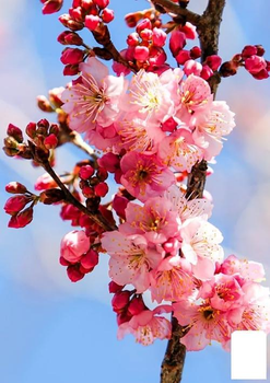 Сакура кущова (Prunus incisa) "Oshidorii" (181583)