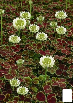Клевер декоративный "Atropurpurea" (стелющийся красочный ковер) (182201)