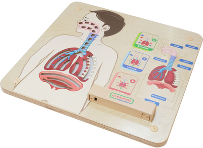 Zestaw do eksperymentów naukowych Masterkidz Montessori System oddechowy (6955920014405)