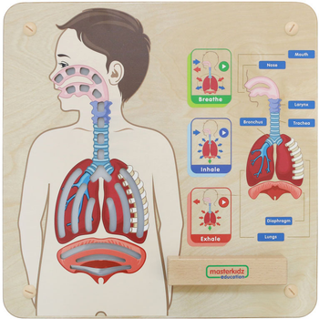 Zestaw do eksperymentów naukowych Masterkidz Montessori System oddechowy (6955920014405)