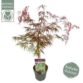 Японский клен Japanese maple, acer palmatum Inaba-shidare, 60-80см, объем горшка 3л