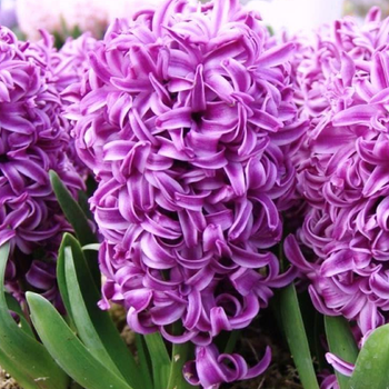 Гіацинт Purple Sensation 50 шт Голландія