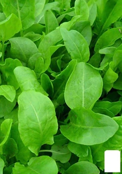 Щавель "Широколистный" (в банке) Agro-Market 5г (44925)