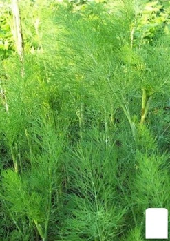Кріп "Кустовий" (у банку) Agro-Market 20г (105631)