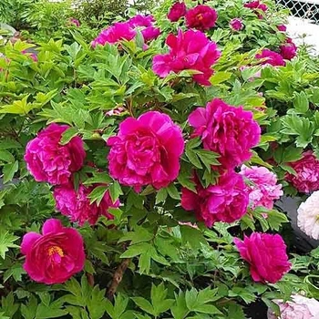 Півонія Black Dragon Holds a Splendid Flower Wu Long Peng Sheng деревовидний Китайський Різнобарвний Саджанці Florium (316045)