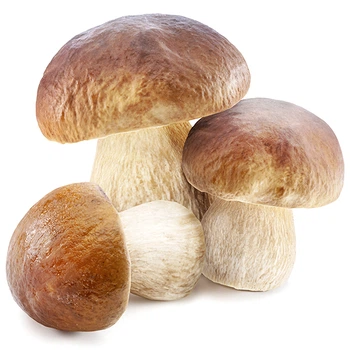 Насіння Яскрава Білий гриб березовий 50 г (міцелій грибів) (47126)