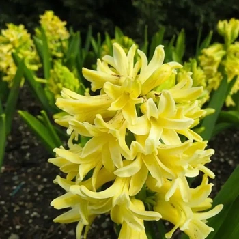 Гіацинт "Yellow Queen" 2шт в упаковці (розмір 15/16, великий)