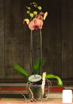 Орхидея (Phalaenopsis) "Leo Gold" (182542)