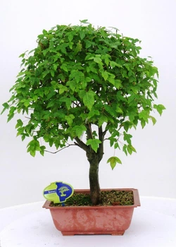 Бонсай Клен Acer Buergerianum, горщик ⌀18, висота 30-40см