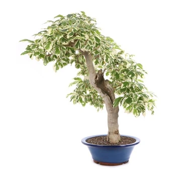 Бонсай Дуранта Duranta Variegata, горщик ⌀20, висота 40-50см