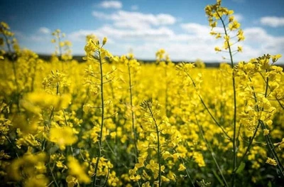 Насіння сидератів Професійне насіння Рапс (ріпак) комлектований 1 кг (4820176697301)
