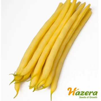 Насіння квасоля спаржева Голден Гол, Hazera, 20 шт.