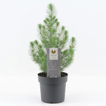 Італійська сосна Пінія Pinea Silver Crest, висота 30-40 см, горщик 10"