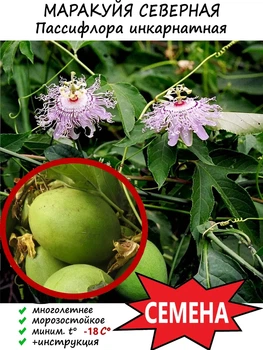 Пасіфлора маракуйя (Passiflora incarnata), Північна інкарната, насіння (10 шт)