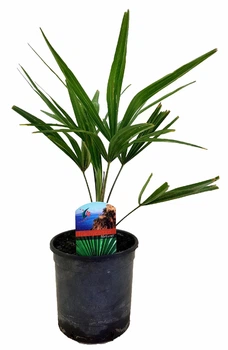 Пальма Trachycarpus Fortunei , горщик ⌀12, висота 35-40см