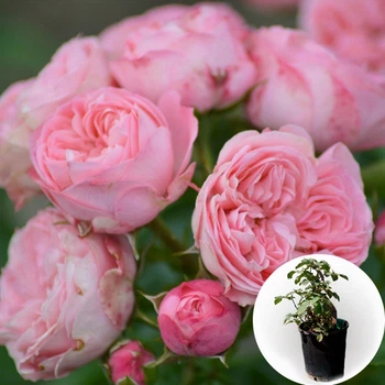 Роза в горщику Playful Rokoko 5 л саджанець у плівці Matla Flowers