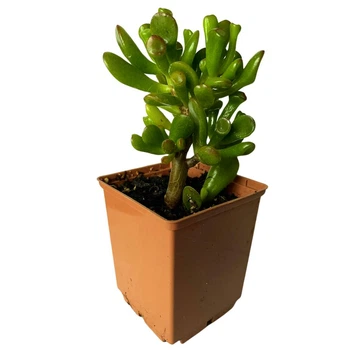 Сукулент Крассула овата Голлум (Crassula ovata Gollum), контейнер 7*7*8 см (s060s)