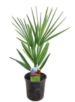 Пальма Хамеропс веерная Chamaerops Humilis, горшок Ø12