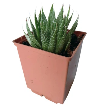 Суккулент Алоэ аристата (Aloe aristata), контейнер 7*7*8 см (s066s)