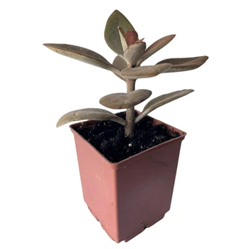 Суккулент Каланхое оргиалис (Kalanchoe orgyalis), контейнер 7*7*8 см (s059s)