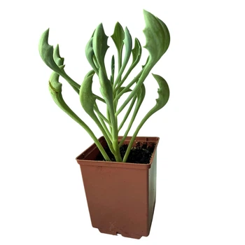 Сукулент Крестовник Клейна (Senecio kleiniiformis Spear Head) (s136s)