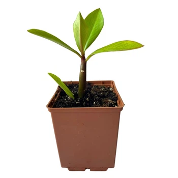 Суккулент Молочай Гранта (Euphorbia grantii Oliv) (s139s)