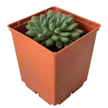 Суккулент Ехеверія Сетоза Демінута (Echeveria Setosa Deminuta), контейнер 7*7*8 см (s075s)