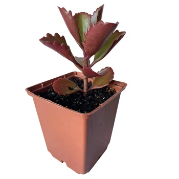 Суккулент Каланхое довгоквіткове (Kalanchoe longiflora) (s141s)