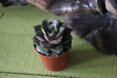 Суккулент Ехеверія (Echeveria Purpusorum)