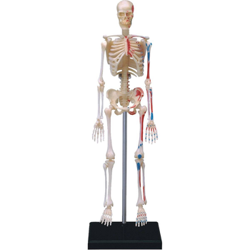 Zestaw do zabawy naukowej Robetoy Anatomia szkieletu 19 cm (7300009260591)