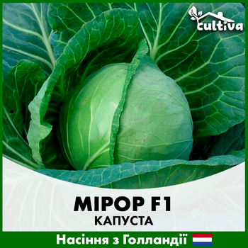 Белоголовая капуста Syngenta Мирор F1, 20 шт