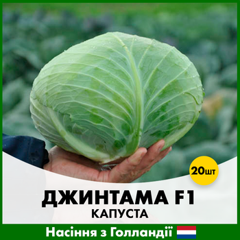 Белоголовая капуста Rijk Zwaan Джинтама F1, 20 шт