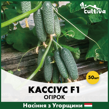 Огурец Кассиус, 50 шт