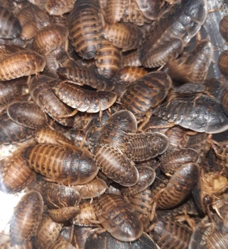 Аргентинские тараканы ( Blaptica Dubia ) - Живые кормовые насекомые для рептилий, птиц, ежей, насекомоядных животных 2-3 см 50 шт