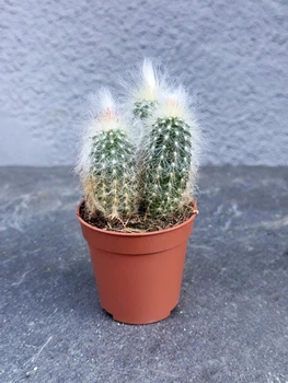 Суккулент Еспостоя шерстиста (Espostoa lanata) D5 см