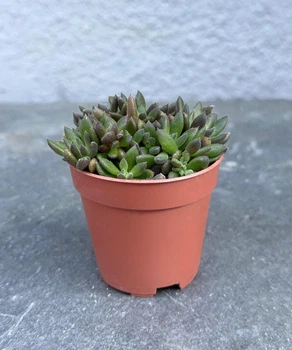 Суккулент Синокрассула юннаньская (Sinocrassula yunnanensis) D5 см